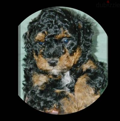 toy poodle
