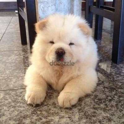تشاو اتشاو مواصفات عاليه جدا شاو chow chow