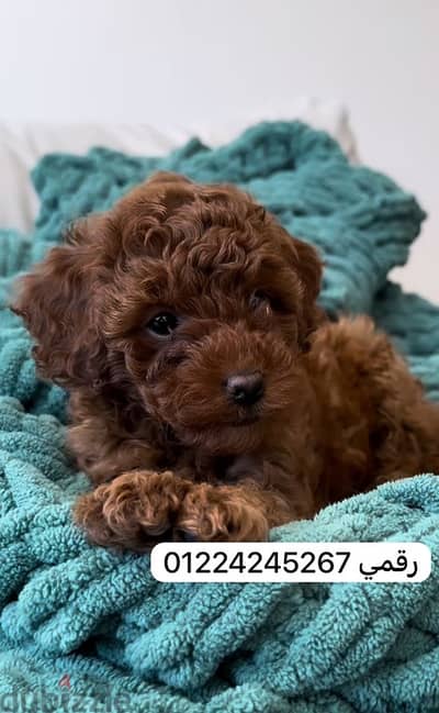 تي كاب بودل tea cup -poodle
