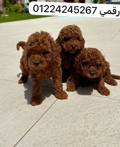 فنجان شاي بودل