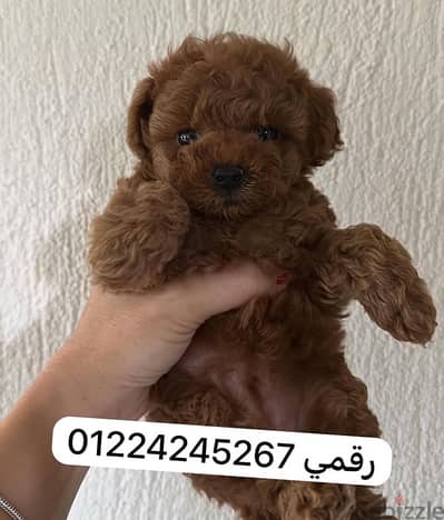 بودل ٤٥ يوم