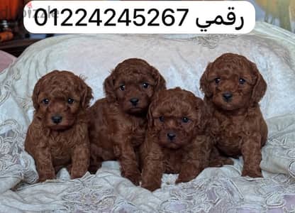 البودلز الداكنة الحمراء