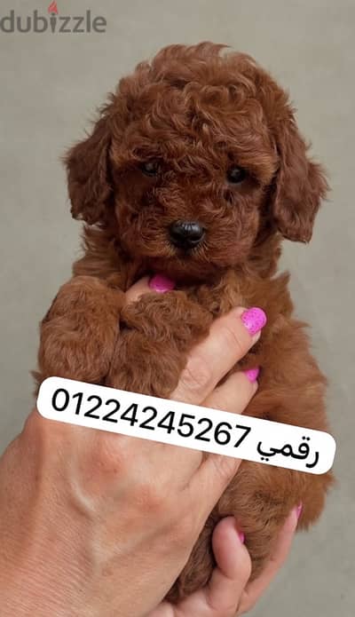 فنجان الشاي بودل