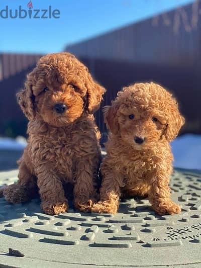 toy poodle , imported parents vaccinated بودل