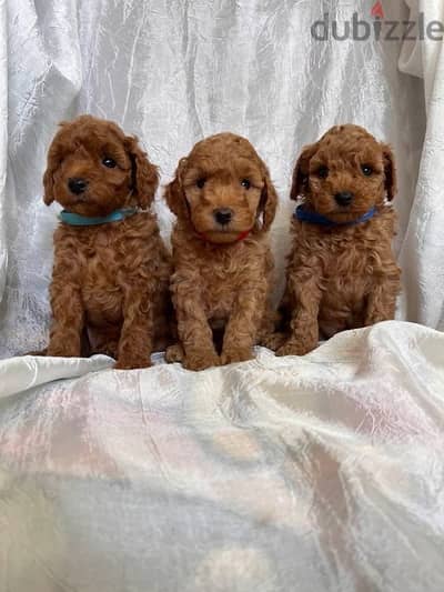 toy poodle , vaccinated