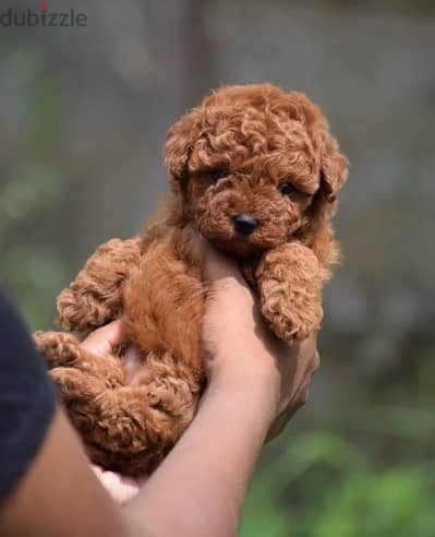 top quality toy poodle puppies توي بودل