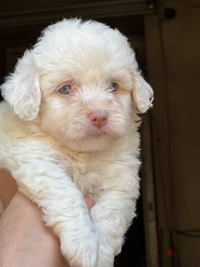 havanese puppy