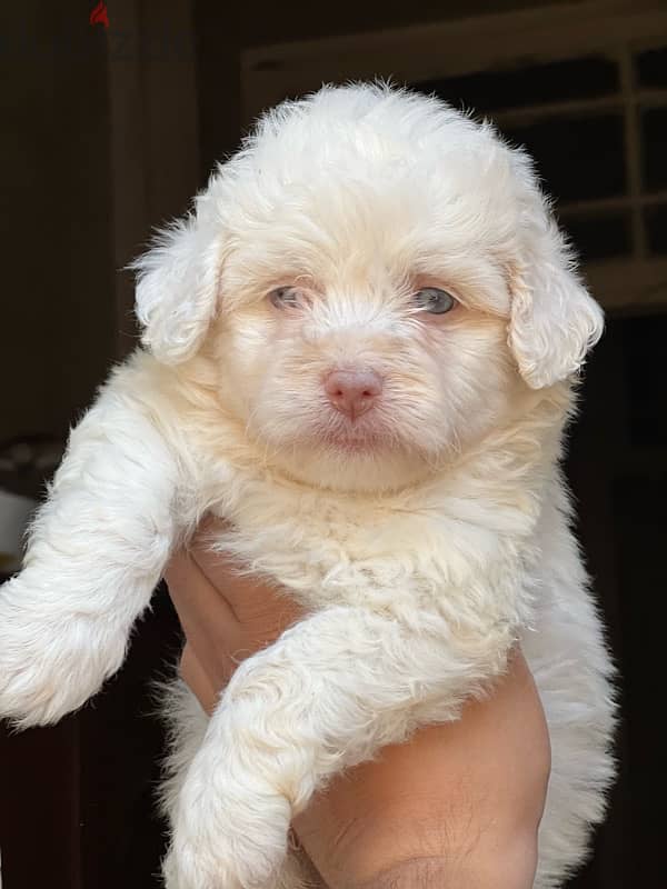 havanese puppy 4