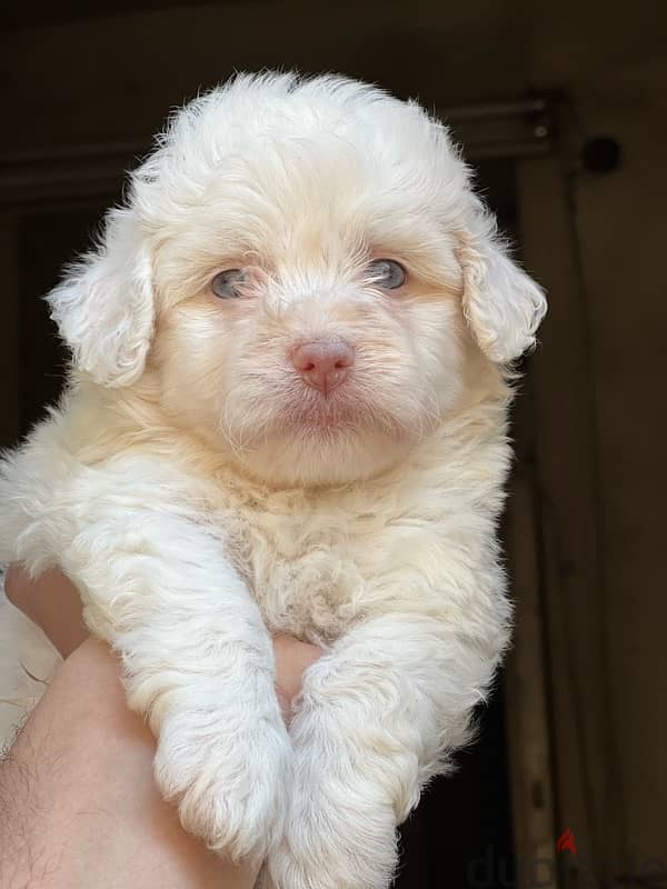 havanese puppy 5