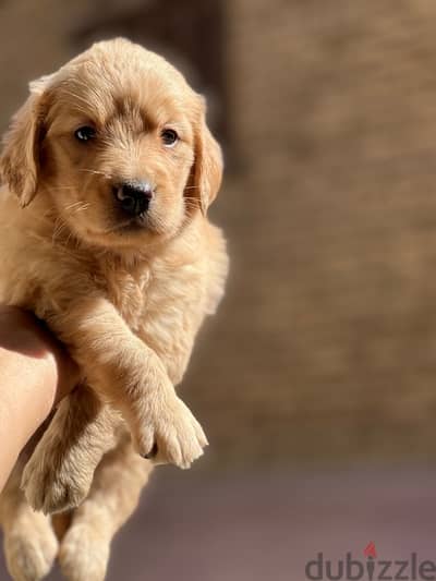 golden retriever