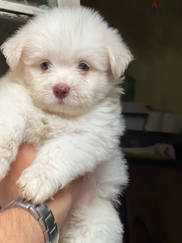havanese puppy vaccination 1