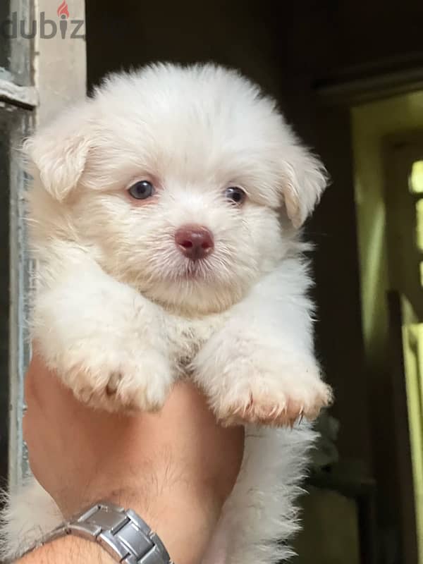 havanese puppy vaccination 2