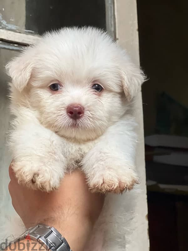 havanese puppy vaccination 3