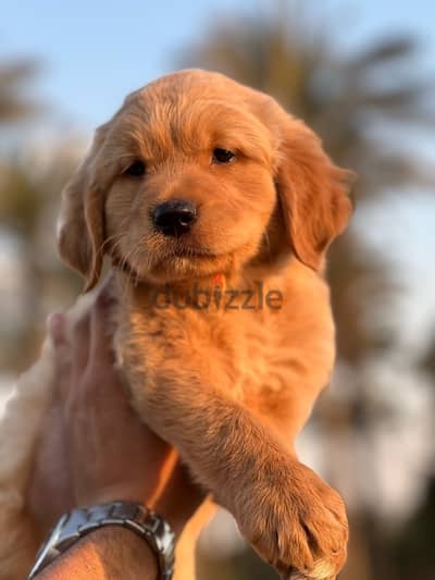 golden retriever puppy