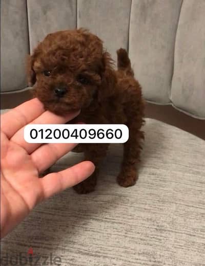 poodle