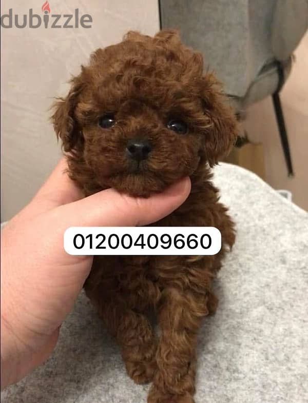 poodle 1