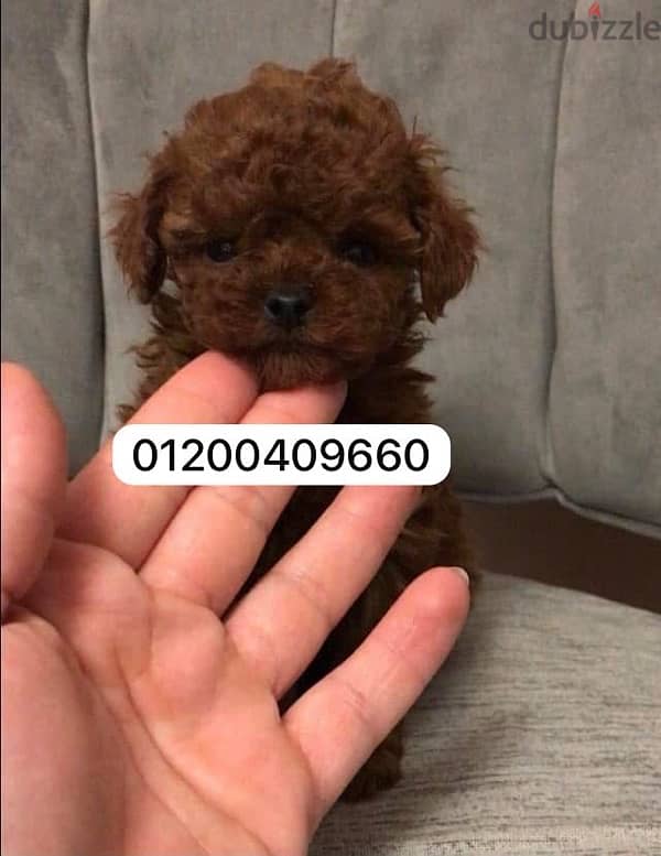 poodle 2