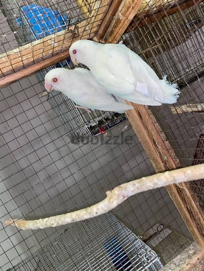 جوز روز البينو شغال
