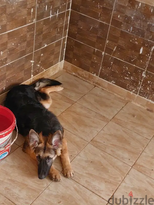 4-month-old German Shepherd puppy
