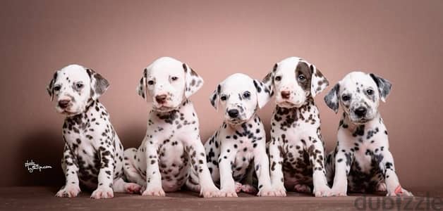 Dalmatian Puppies – Available Now for Reservation!