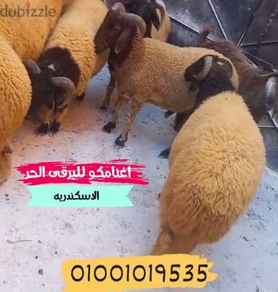 خروف برقى حر