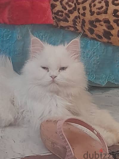 قطط شيراز ولد وبنت ابيض