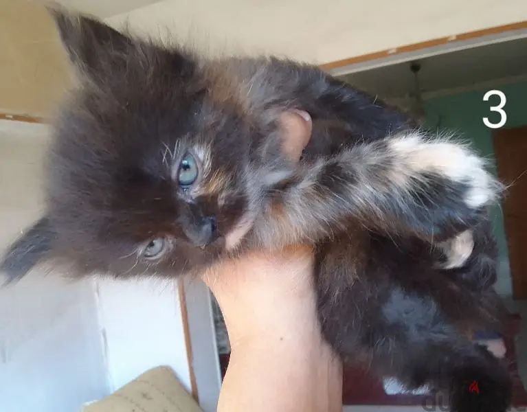 Himalayan Jaguar63702028839297122