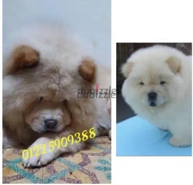تشاو اتشاو أعلى مواصفات Chow chow premium