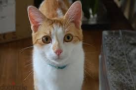 Egyptian Mau Cat