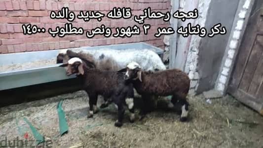 طلخا المنصوره