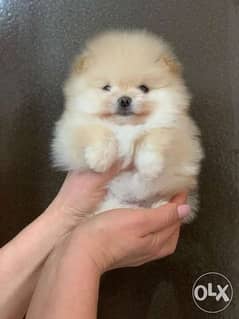 male and female Mini pomeranian available from Europe 0