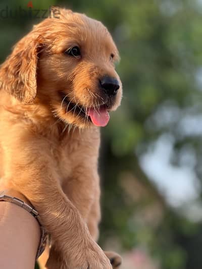 golden retriever vaccination pure puppy