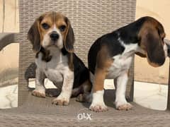 Olx beagle puppies for sales sale