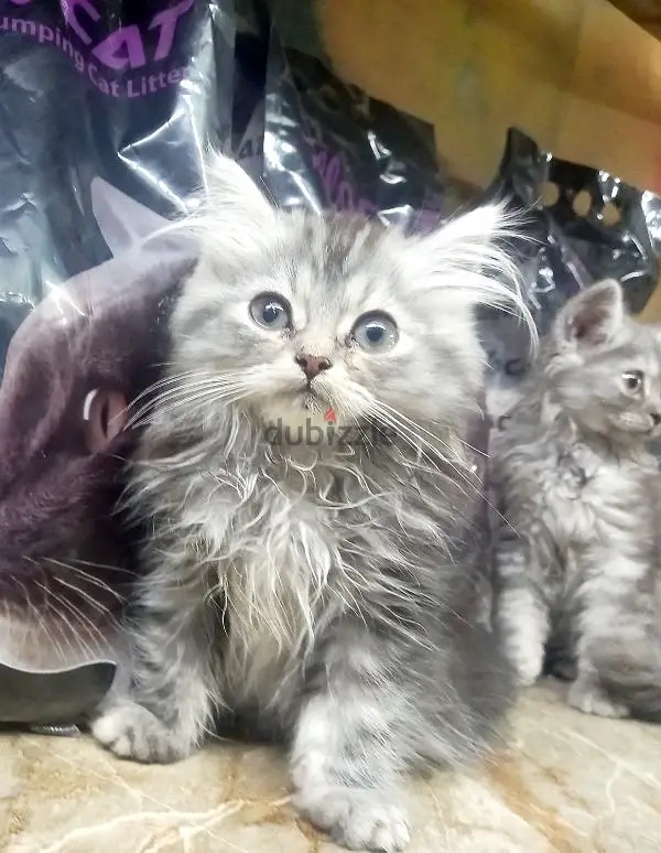 قطط شيرازي بيور65581054531457122