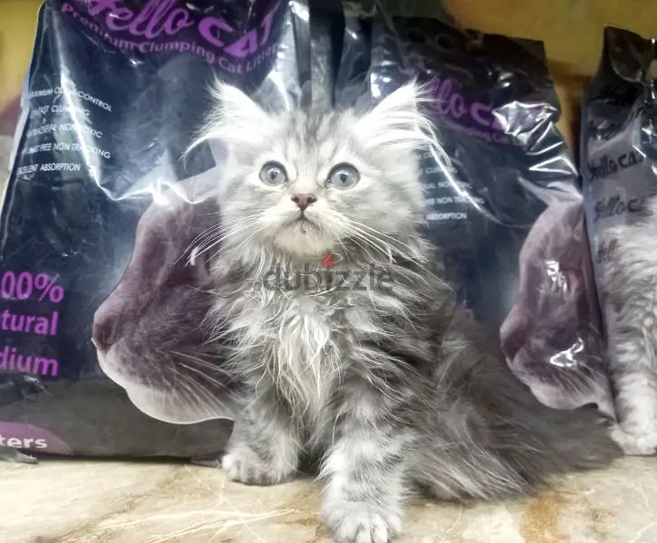 قطط شيرازي بيور65581054531457123