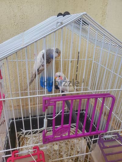 عصافير زينه استرالي بادجي امهات وشباب للبيع