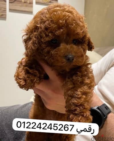poodle 45 days