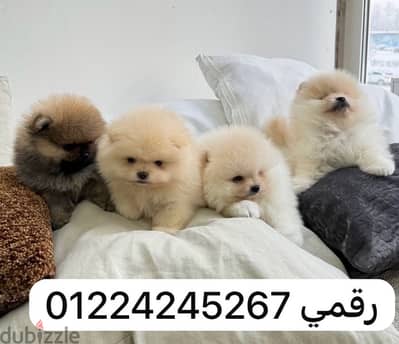 pomeraniian
