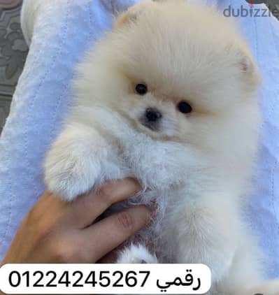 بوماارنييان puppy pomeraanian