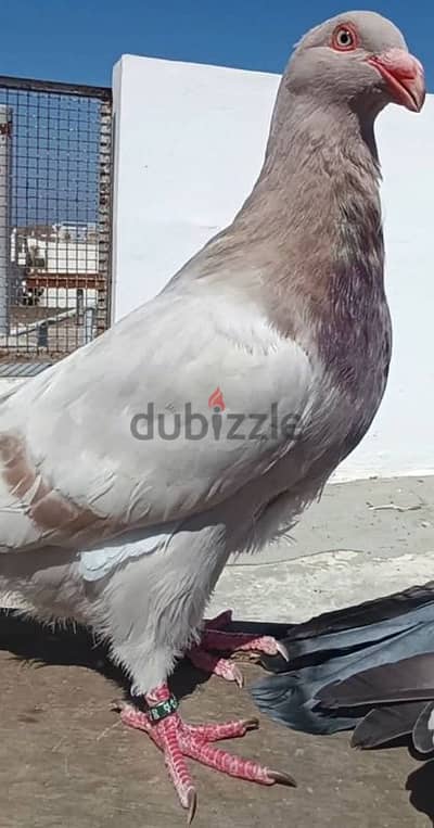 الراعى الصالح للطيور ومستلزماتها