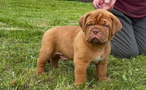 French mastiff boys from Russia
