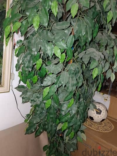 شجره زينه شجره زينه