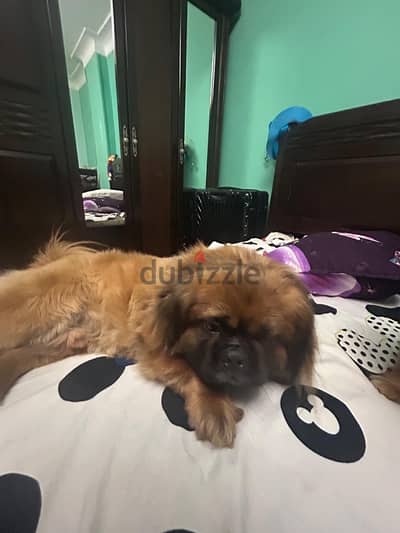 bikenwa dog for sale