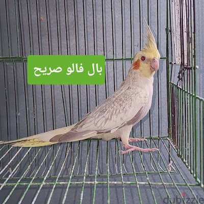 دكر كوكتيل بال فالو ايزابل مصبع عين حمراء