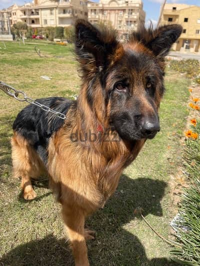 german shepard dog للجواز