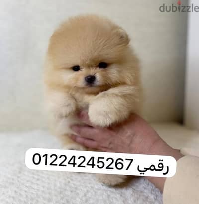 pomeranian 45 days