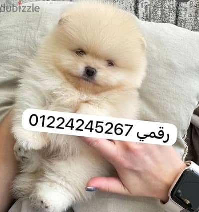 tea cup pomerranian