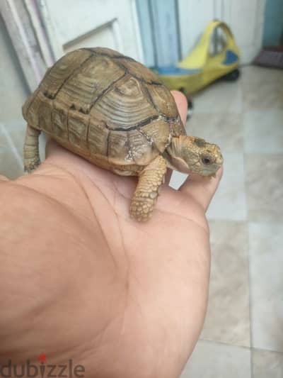 سحلفه