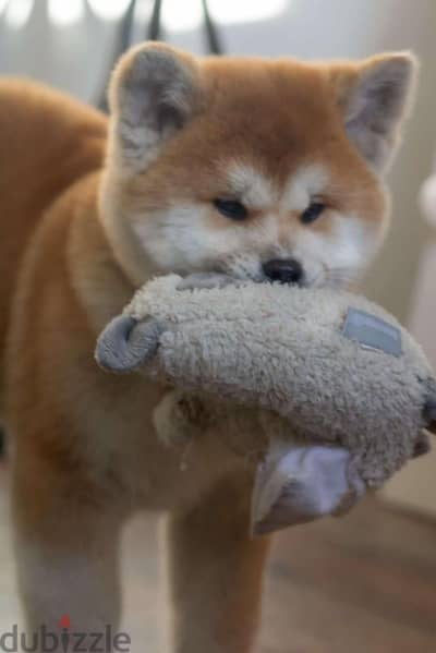 Imported Premium quality japanese Akita Puppies