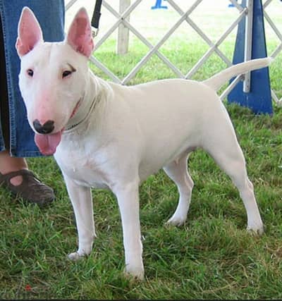 bull terrier